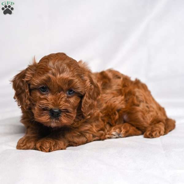 Arden, Cavapoo Puppy