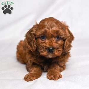 Arden, Cavapoo Puppy