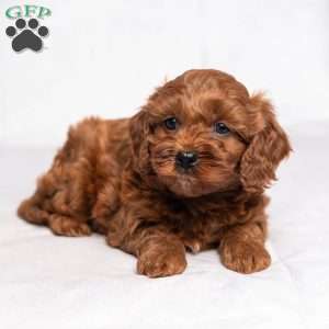 Arden, Cavapoo Puppy