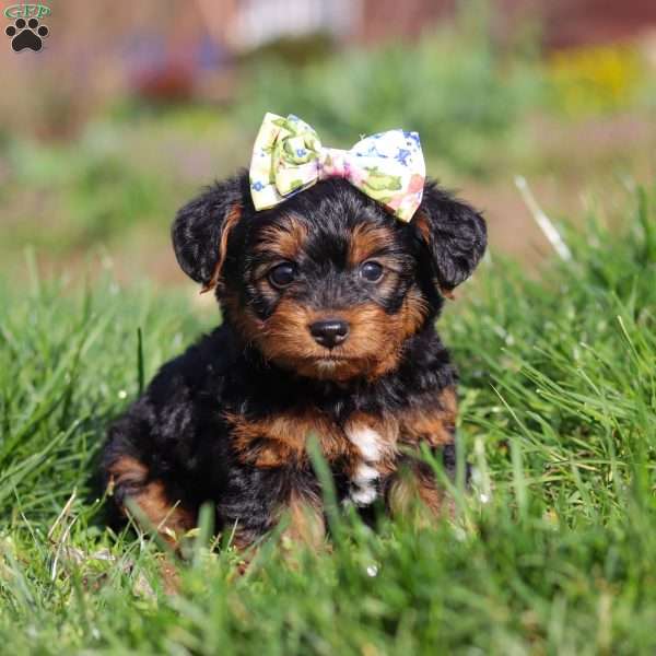 Aria, Yorkie Poo Puppy