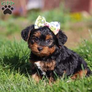 Aria, Yorkie Poo Puppy