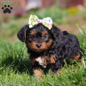 Aria, Yorkie Poo Puppy