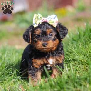 Aria, Yorkie Poo Puppy