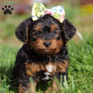 Aria, Yorkie Poo Puppy