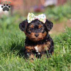Aria, Yorkie Poo Puppy