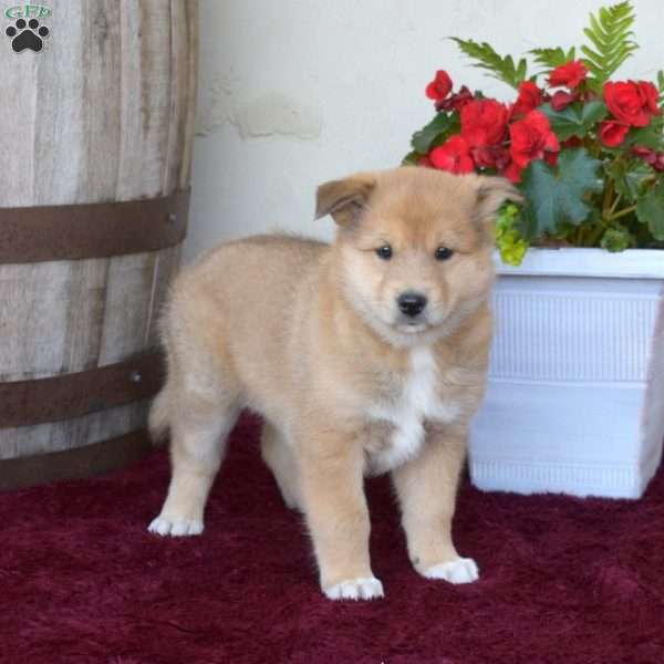 Ariel, Akita Mix Puppy