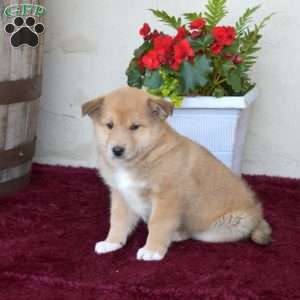 Ariel, Akita Mix Puppy