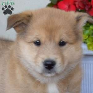 Ariel, Akita Mix Puppy