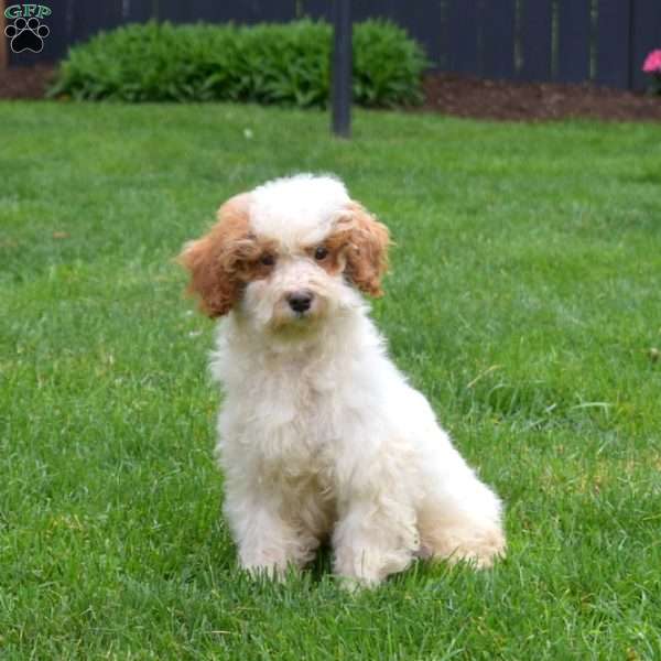 Arthur, Miniature Poodle Puppy