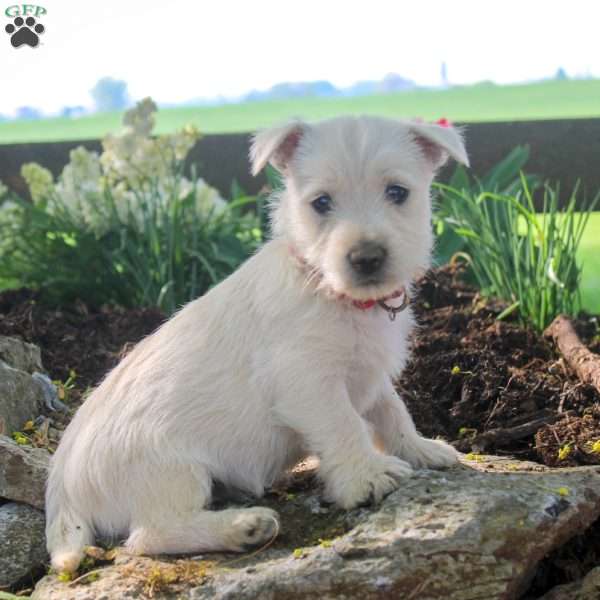 Asher, West Highland Terrier Puppy