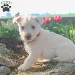 Asher, West Highland Terrier Puppy