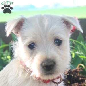 Asher, West Highland Terrier Puppy