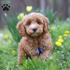 Asher, Cockapoo Puppy