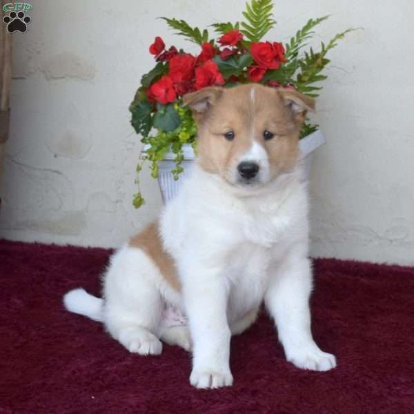 Atlas, Akita Mix Puppy
