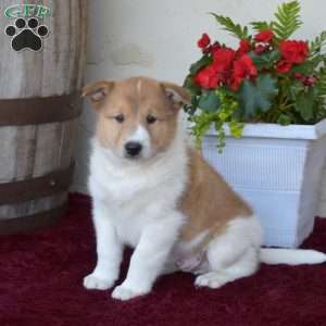Atlas, Akita Mix Puppy