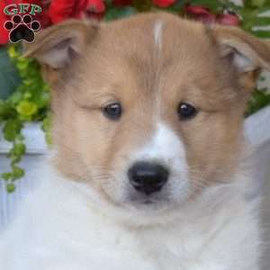 Atlas, Akita Mix Puppy
