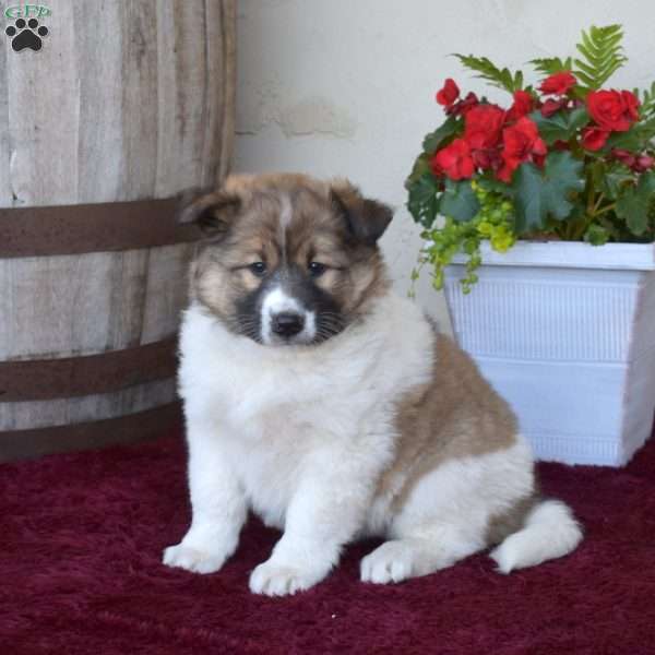 Ava, Akita Mix Puppy