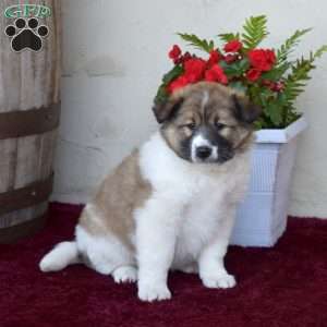Ava, Akita Mix Puppy
