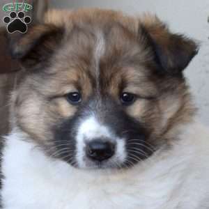Ava, Akita Mix Puppy