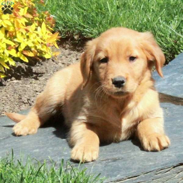 Bailey, Golden Retriever Puppy