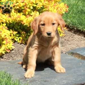 Bailey, Golden Retriever Puppy