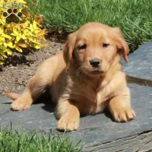 Bailey, Golden Retriever Puppy
