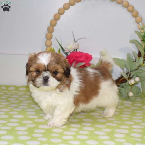 Bandit, Shih Tzu Puppy