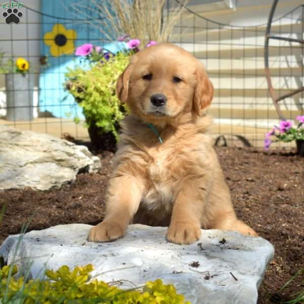 Barkley, Golden Retriever Puppy