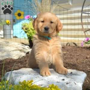 Barkley, Golden Retriever Puppy
