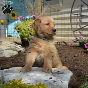Barkley, Golden Retriever Puppy