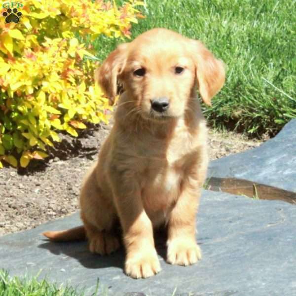 Beau, Golden Retriever Puppy