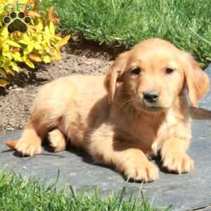 Beau, Golden Retriever Puppy