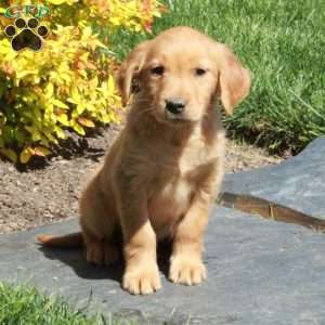 Beau, Golden Retriever Puppy