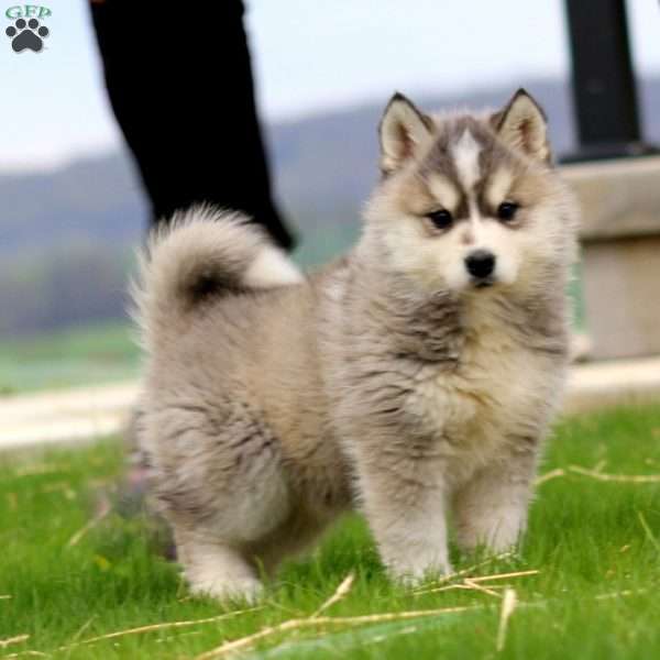 Beauty, Siberian Husky Mix Puppy