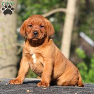 Beauty, Fox Red Labrador Retriever Puppy