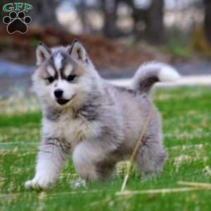 Beauty, Siberian Husky Mix Puppy