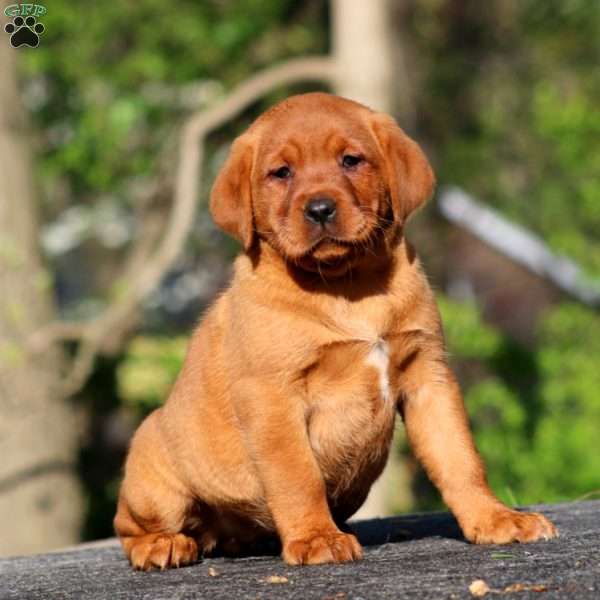 Beauty, Fox Red Labrador Retriever Puppy