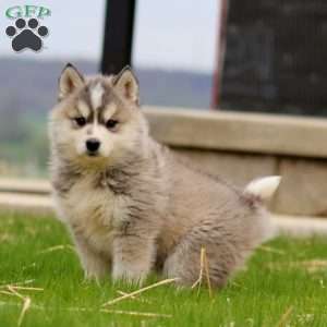 Beauty, Siberian Husky Mix Puppy