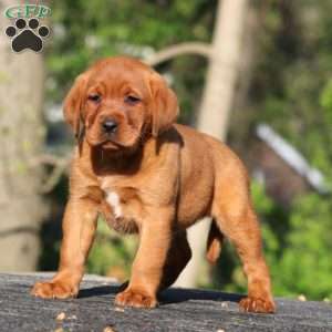 Beauty, Fox Red Labrador Retriever Puppy