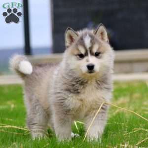 Beauty, Siberian Husky Mix Puppy