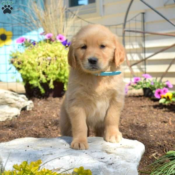 Bella, Golden Retriever Puppy