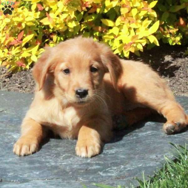 Bella, Golden Retriever Puppy