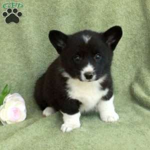 Bella, Pembroke Welsh Corgi Puppy