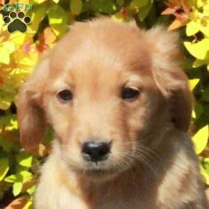 Bella, Golden Retriever Puppy