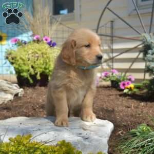 Bella, Golden Retriever Puppy