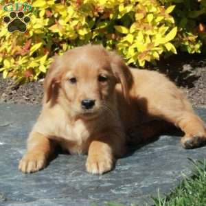 Bella, Golden Retriever Puppy
