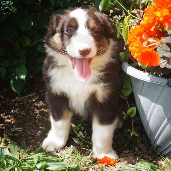 Ben, Australian Shepherd Puppy