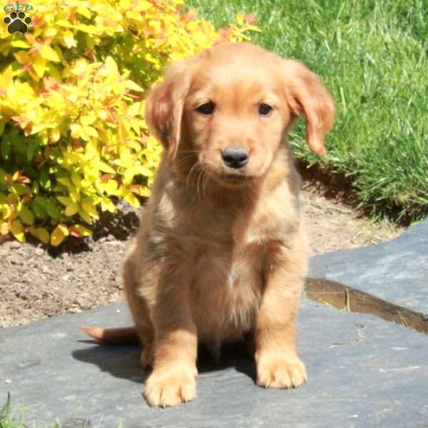 Benji, Golden Retriever Puppy