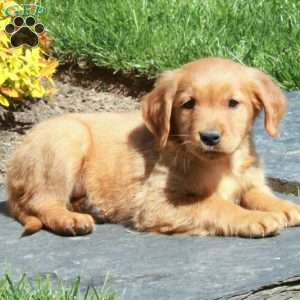 Benji, Golden Retriever Puppy