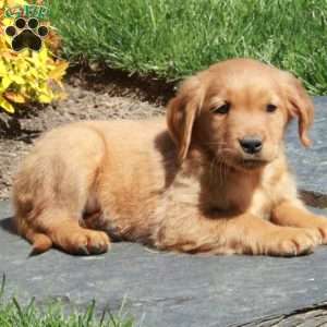 Benji, Golden Retriever Puppy